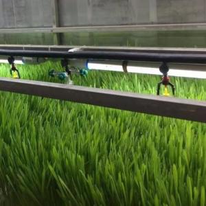 Quality Indoor Hydroponics Commercial Microgreen Growing System with JX-Container-Greenhouse wholesale