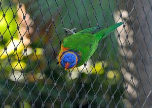 Quality Bird 7x19 Aviary Wire Netting , Stainless Steel Ferrule Rope Mesh wholesale