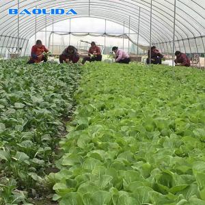 Quality Agriculture Plastic Film Covered Single Tunnel Greenhouse For Tropical Climate wholesale