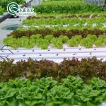 Customized Glass-Covered Vegetable Greenhouse for Restaurant Growth