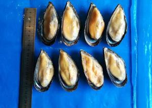 Quality Iso Frozen Cooked Mussel Half Shell Mytilus Edulis Chemical Off wholesale