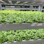 Shaped Roofing Shape Large Size Greenhouse Container Roofing Sheet for Leafy