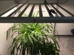 2.5umol/J 600w Led Grow Lights
