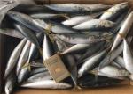 Scomber Japonicus 9PCS 10PCS Per Kg High Protein Mackerel Frozen Sea Fish