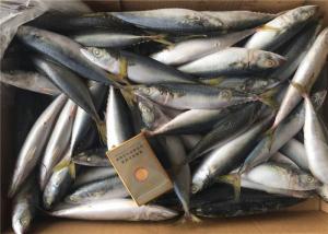 Quality Scomber Japonicus 9PCS 10PCS Per Kg High Protein Mackerel Frozen Sea Fish wholesale