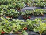 US Currency Commercial Tomato Planting Sunlight Greenhouse for Optimal Crop