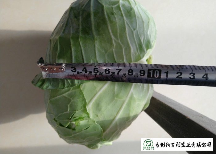 Oval Shape Green Pointed Head Cabbage Lower Blood Pressure 1 - 3 KG / PER