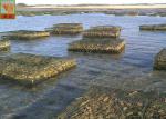 HDPE Materials Aquaculture Netting Mesh Roll Oyster Nets 600g/ Sqm