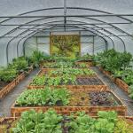 Chinese Origin Single-Span Arches Greenhouse US Currency for Commercial