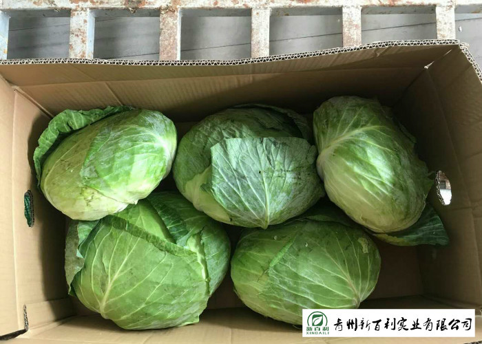 Japan Standard Fresh Green Cabbage Big Size Own Plantation Delicious Taste