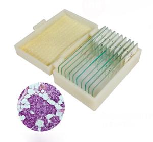 Quality Plant Meiosis Prepared OEM Biology Microscope Slides Set 12 Pieces wholesale