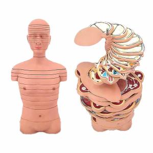Quality Medical Training Teaching human Anatomical Skeleton Model Bone Structure wholesale