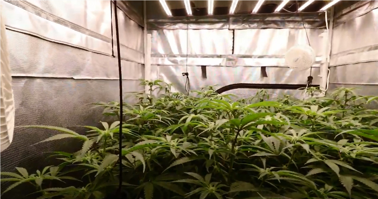 High Power 900W Knob Dimmer LED Herb Grow Light