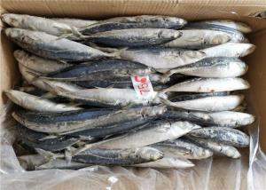 Quality BQF Gutted Shape 75g 80g Frozen Round Scad For Bait wholesale