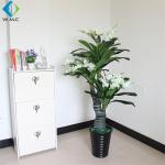 Small Camellia Bonsai Tree , Camellia Japonica Bonsai For Home Decoration