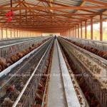 Battery Efficiency Poultry Layer Cage 3 4 Tiers Q235 Steel Wire Emily