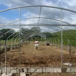 Agriculture Plants Growing Tunnel Greenhouse Sale Online 20m Tunnel Single-span