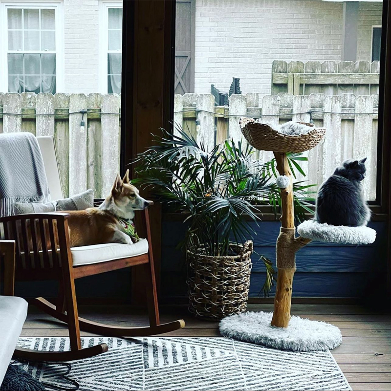Natural Wood Cat Tower Multi Level Modern Design for Easy Climb by Small and Old Cats