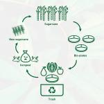 OEM Multi Role Sugar Cane Fibers 3 Compartment Paper Plates