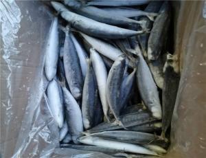 Quality Bulk Individual Quick Frozen Pacific Round Scad wholesale