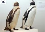Life Size Artificial Animatronic Animals Model Power 50/60 Hertz For Water Park