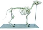 Medical Life Size Plastic Human Skeleton , Human Torso Cat Dog Skeleton