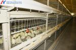 Automatic Broiler Poultry Farming Equipment Galvanized H Type Battery Chicken