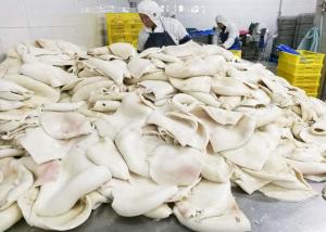 Quality Boiled Frozen Squid Tubes Fillet Bqf Darumar Thickness 6mm - 12mm wholesale