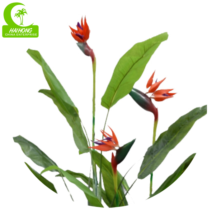 bird of paradise