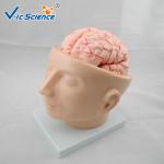 Commercial Teaching Head Brain Anatomy With Arteries VIC-318