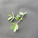 Spunbonded 70GSM 100GSM Weed Barrier Fabric PP Non Woven Material