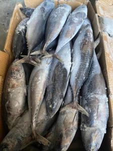 Quality New Landing Delicious 100g 300g A＋ grade Frozen Bonito Fish for sale wholesale