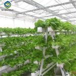 Sainpoly Hydroponic Lettuce Greenhouse Tunnel Green House Customized