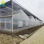 Polytunnel Plastic Film Agricultural Sawtooth Greenhouse Multi-span