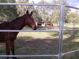 Quality Australia Hot dipped galvanized 1.8m height livestock steel horse fence panels wholesale