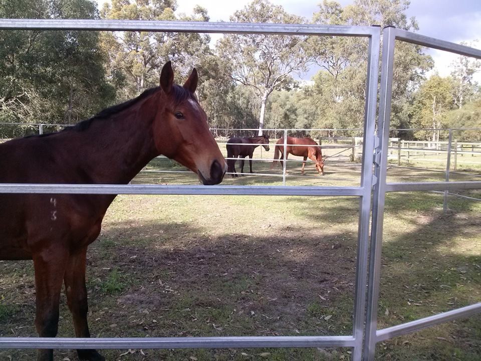 Cattle Horse Arenas 6 Oval Rails. Locking Pins. Victoria 30x60mm