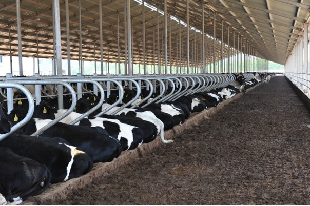 Local Service Location None Welding Process Used for Dairy Farming Equipment Solutions