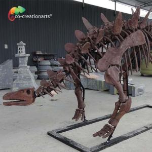 Quality ISO Zigong Real Size Dinosaur Skeleton Replica For Museum Exhibition wholesale