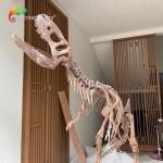 Waterproof Fiberglass Dinosaur Skeleton Replicas For Museum Exhibition
