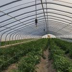 Large Single Arch Tunnel Greenhouse JX-A00182 for Year-Round Vegetable