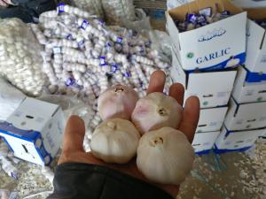 Quality Garlic to Senegal wholesale