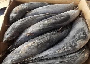 Quality A Grade Healthy Frozen Skipjack Tuna For Restaurant wholesale