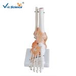 Plasric Human Skeleton Model Life - Size Foot Joint With Ligaments Teaching