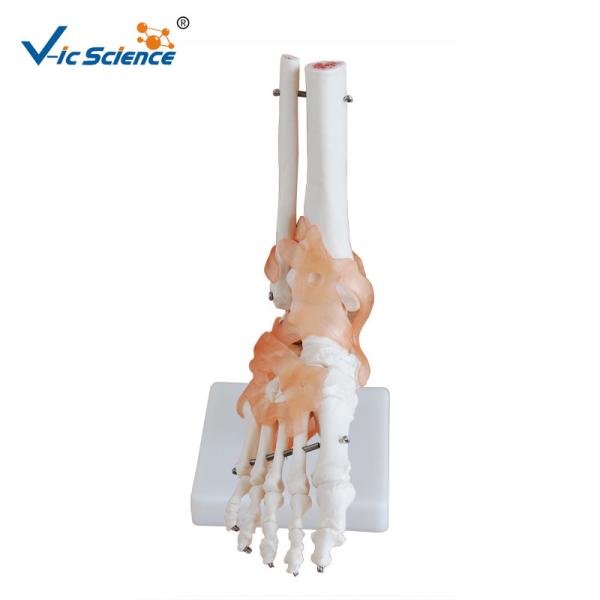Plasric Human Skeleton Model Life - Size Foot Joint With Ligaments Teaching