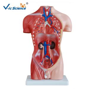 Quality Teaching Hospital Precision Anatomical Torso Model 42cm Male Torso 3d 13 Parts wholesale