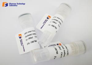 Quality Mouse Anti ENO2 Custom Monoclonal Antibody with NSE Fusion Protein wholesale