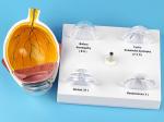 Human Eyeball Cataract Anatomy Medical Science Human Eye Anatomy Model