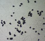 Dodecahedron Black Diamond Abrasive Powder Synthetic For Titanium Plating