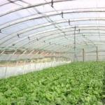 Plastic Greenhouse Department Multi-Span Po/PE Commercial Greenhouse with