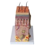 Medical Anatomy Human Skin Model For Science Classroom Study Display Teaching